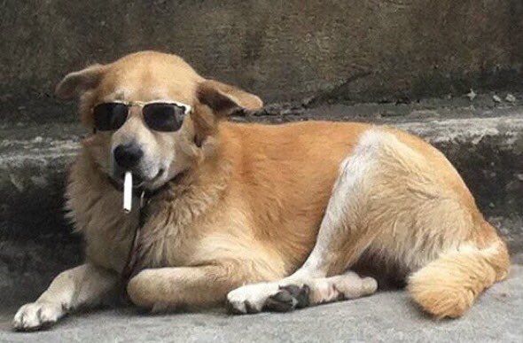 good boy? i haven't heard that name in years