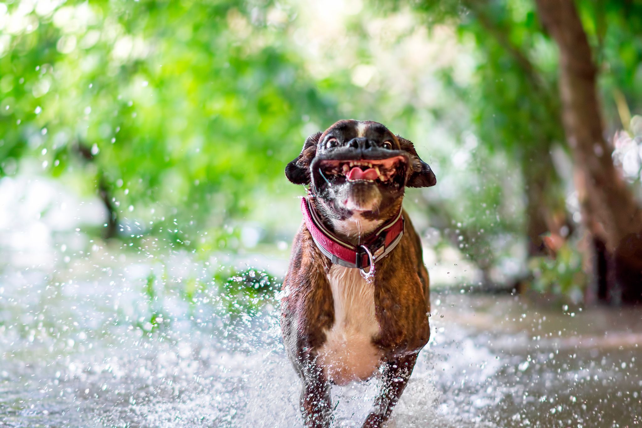 PsBattle: A dog running through water