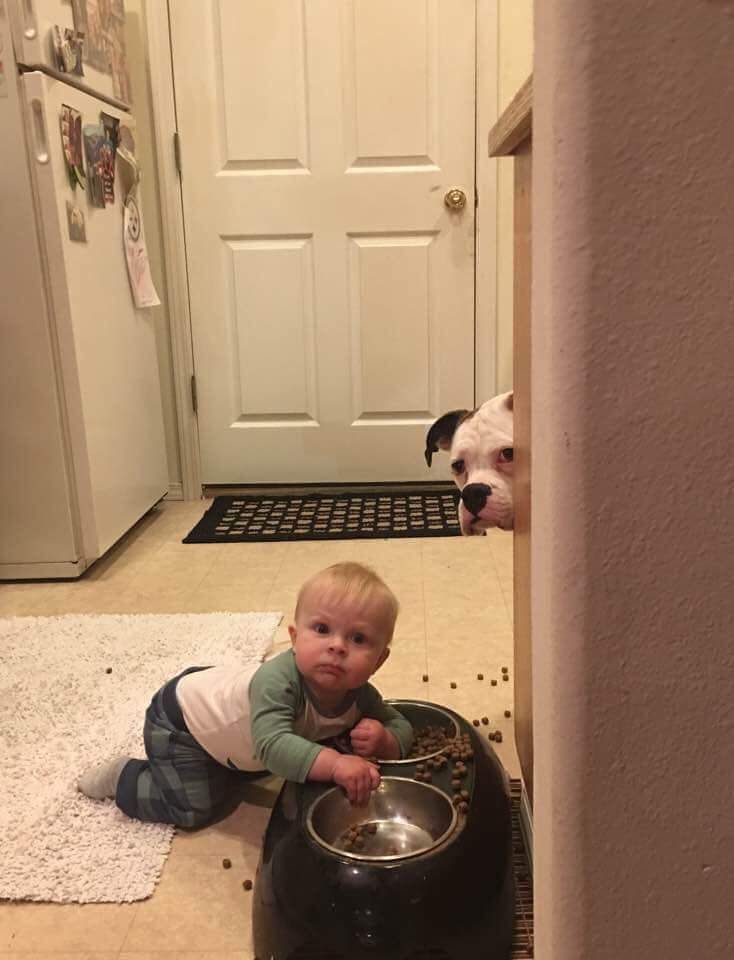 My buddies nephew won't stay out of the dogs food. Dog looks concerned