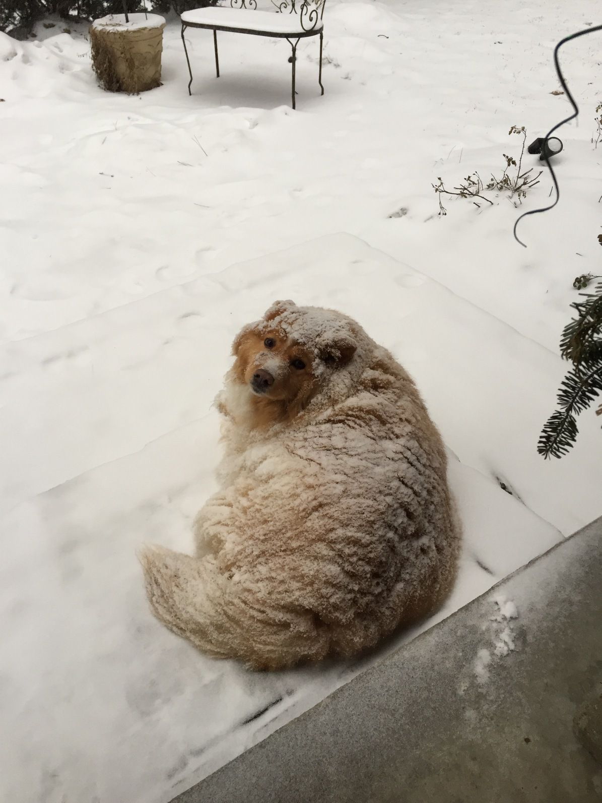 A rare sighting of the North American Snow Loaf.
