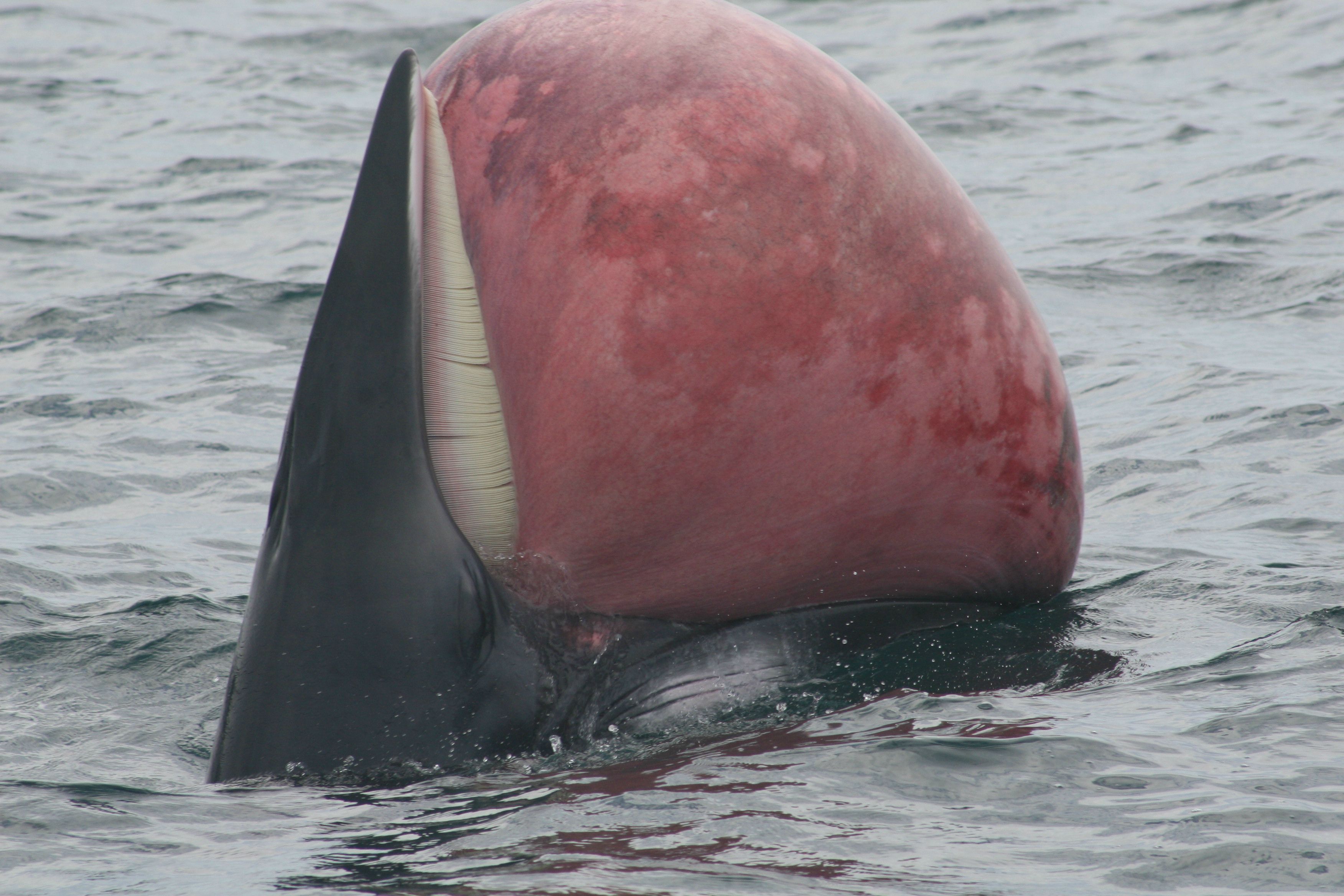 When a whale's corpse starts to decompose, its tongue can get full of gases and become huge