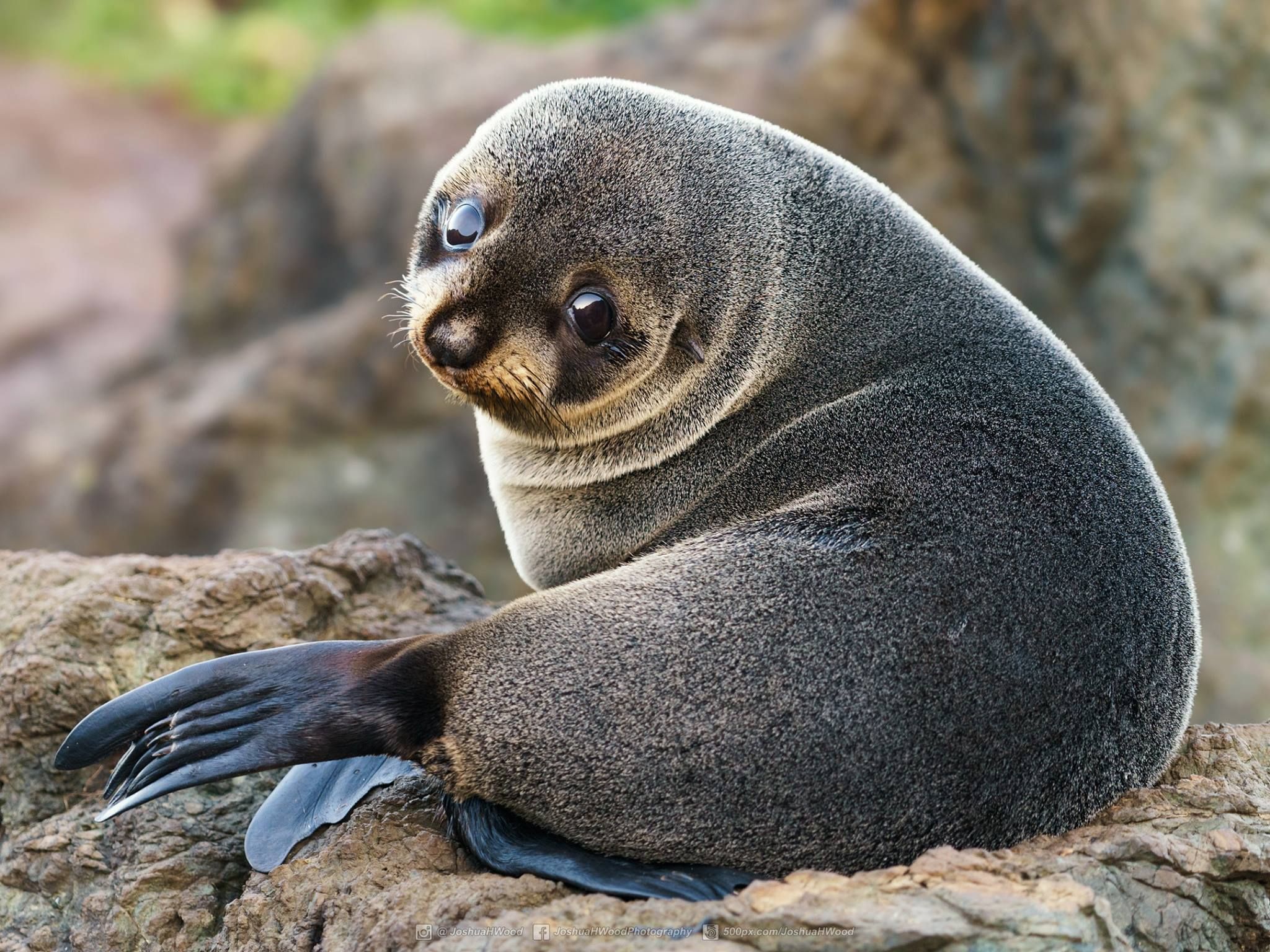 PsBattle: Baby Seal