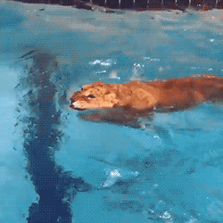 Lioness in the pool.