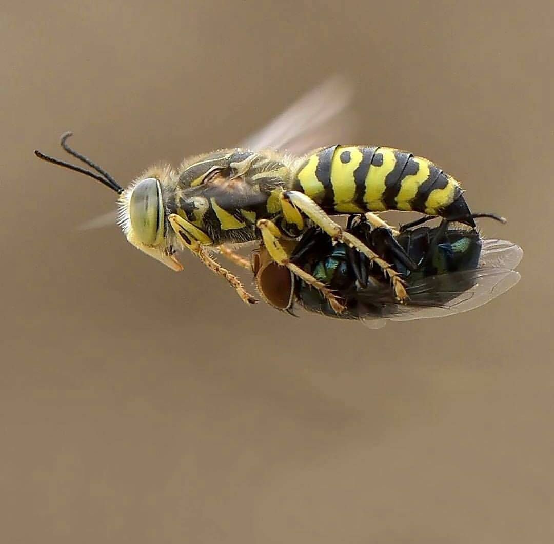 PsBattle: A wasp holding a fly
