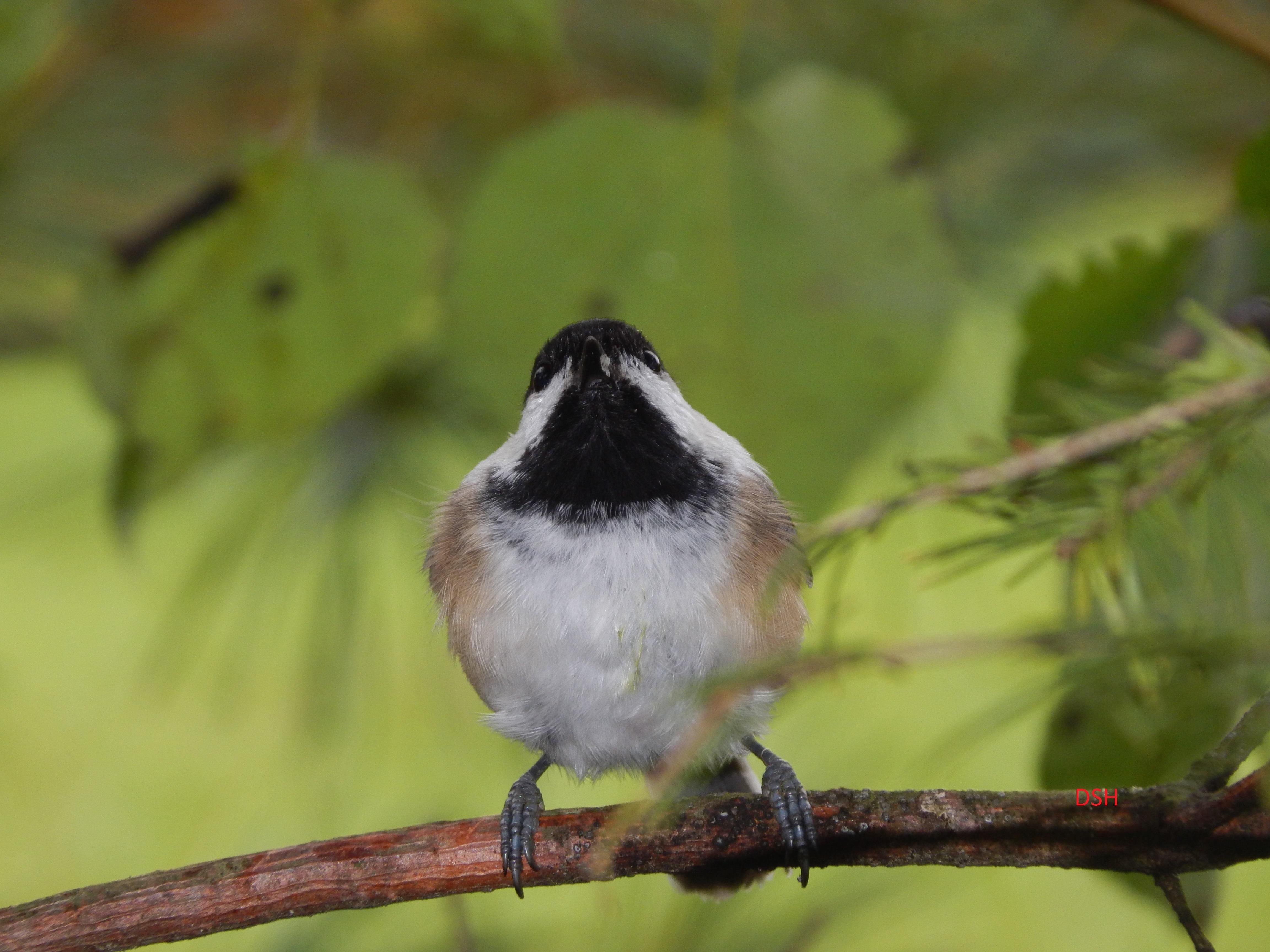 This chickadee was yelling at me, so I captured an unflattering photo of him mid-chirp and now shaming him on the internet