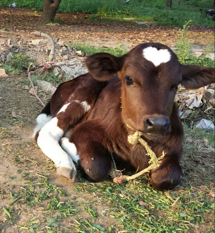 My calf has a perfect shaped heart on it's head.