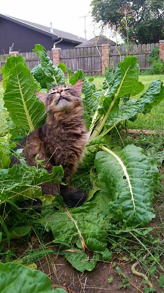PsBattle: Happy Sprouting Cat