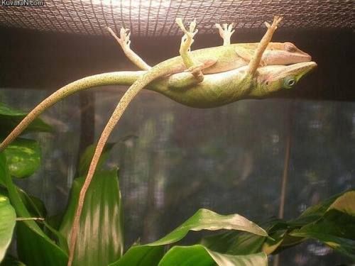 This male lizard is holding onto the top so the female can sleep on top.