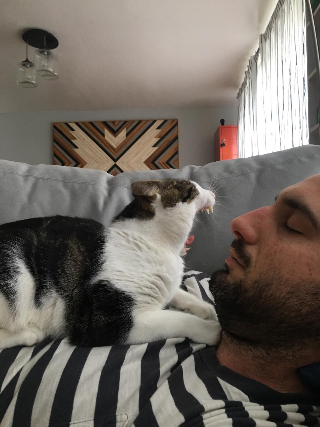 Captured during a rainy day nap, but it looks like Simon the cat is attempting to swallow my fiancé