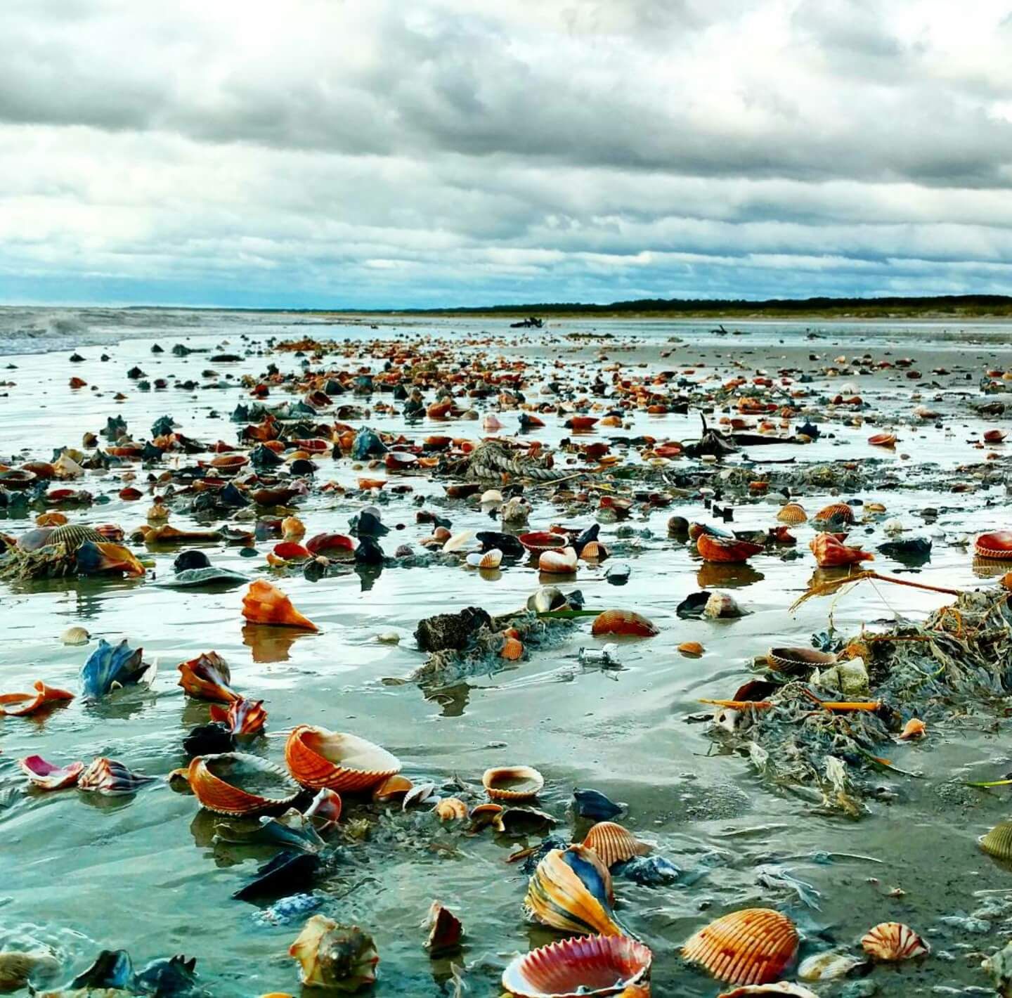 First low tide after Hurricane Matthew reveals trove of beautiful sea shells. Fernandina Beach, FL .