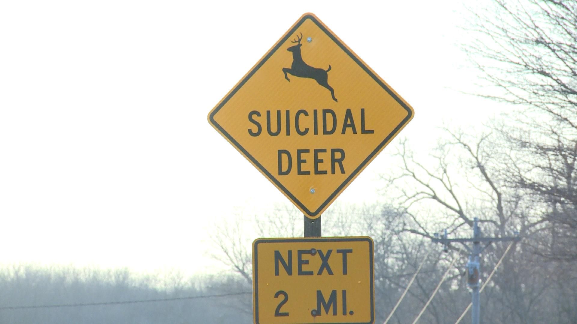 Oh deer! Be careful out there.