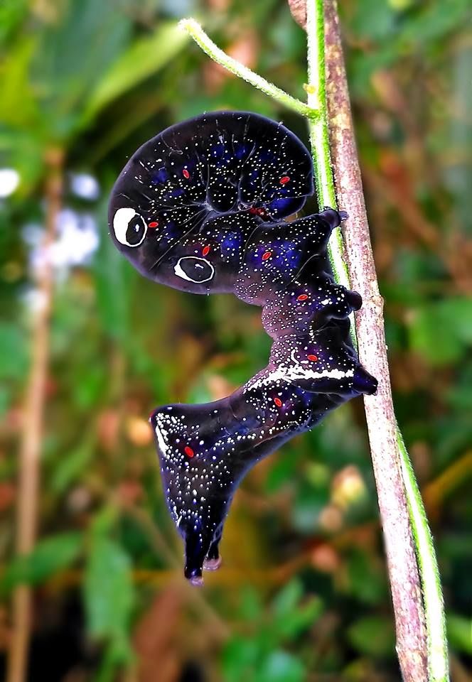 This caterpillar looks like the cosmos