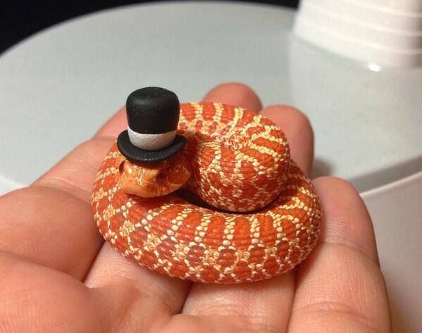 It's a snake wearing a top hat