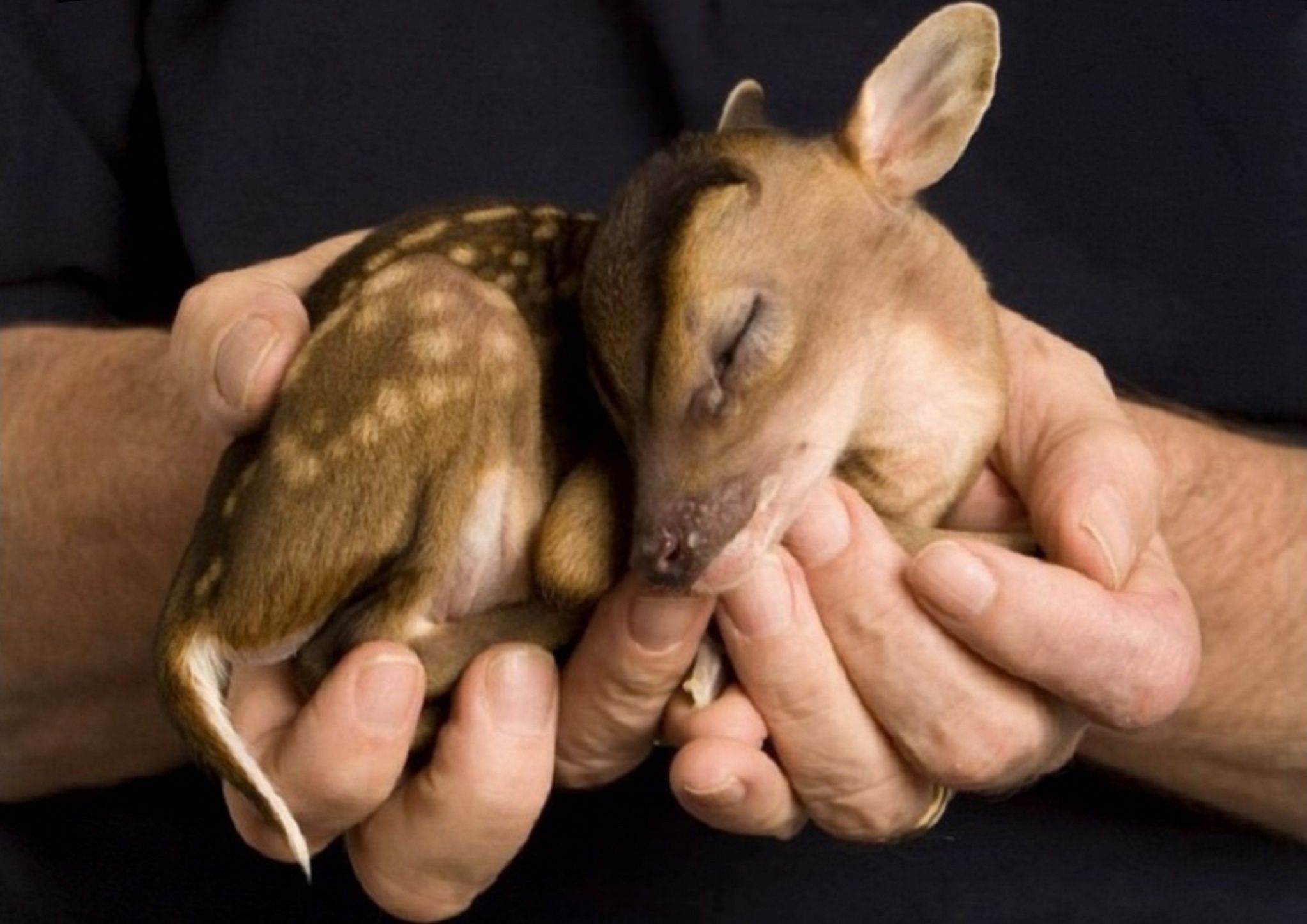 A baby Chinese water deer.