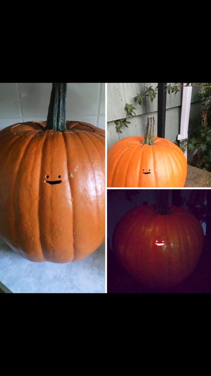 Nothing has made me laugh harder in the past 2 weeks than these pumpkins