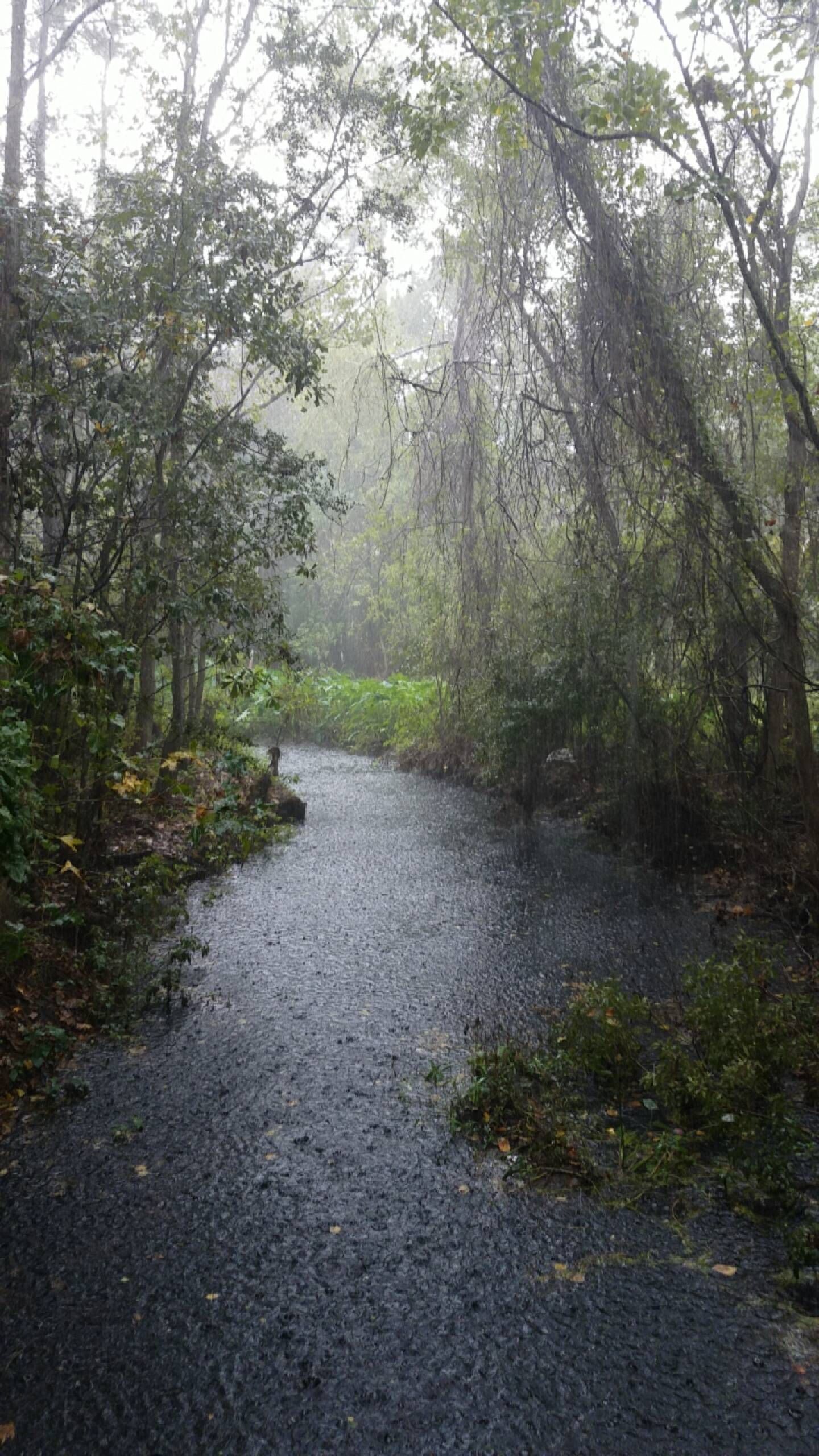 Rainy Trail In Houston, Texas; 1440 x 2560