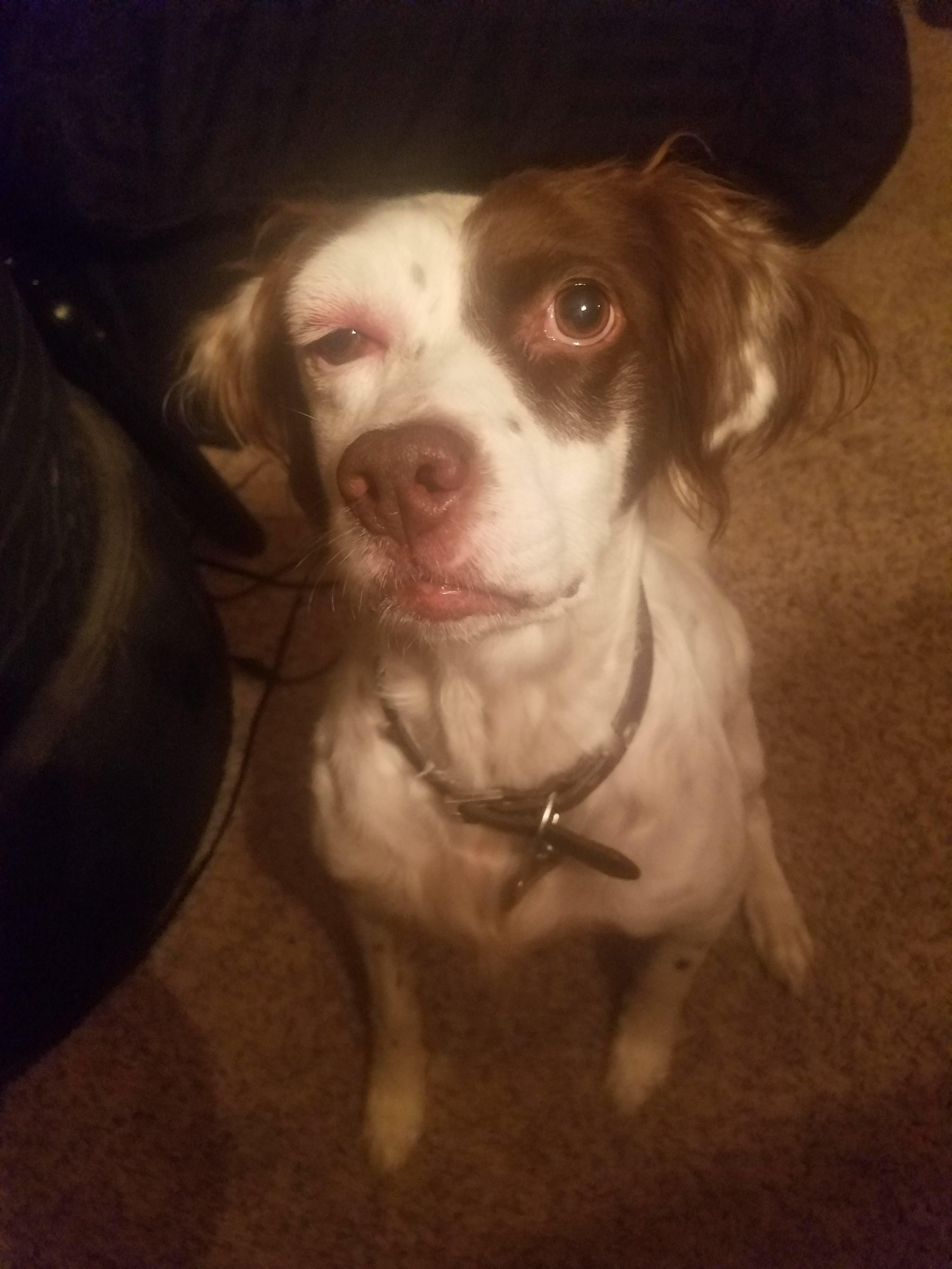 My dog got stung on her head. Now she has Forest Whitaker eye.