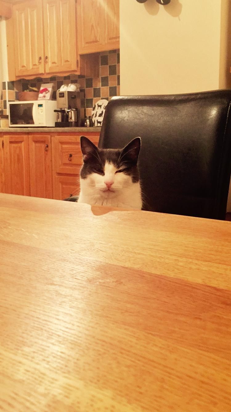 I kicked over my cats milk and had no replacement. He sat opposite me as I ate my dinner looking at me like this.
