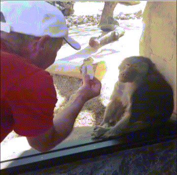 Magician trick Monkey and...