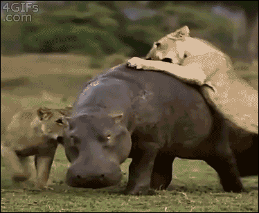 Hippo don't care, hippo got shit to do