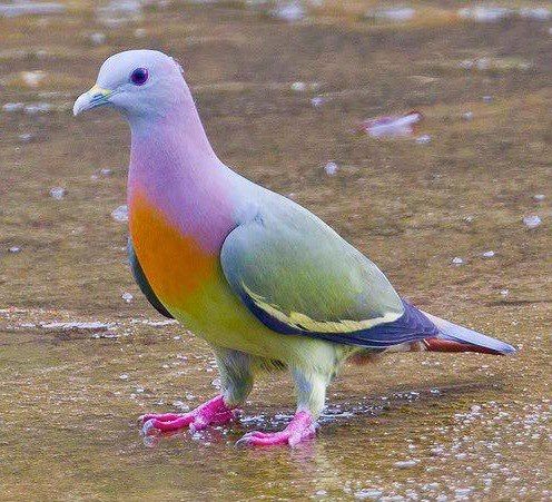 The Pink-necked green pigeon is pretty cool