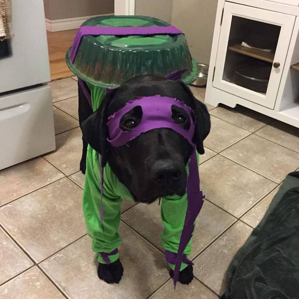 My brother sent me his dog's Halloween costume, Dogatello...