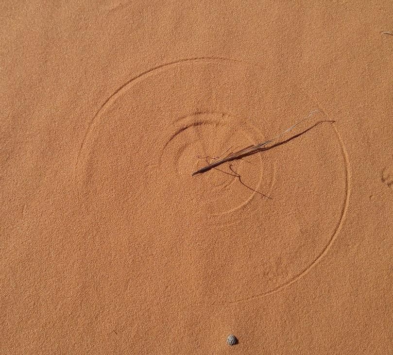 This almost perfect circle formed by dead grass and the wind