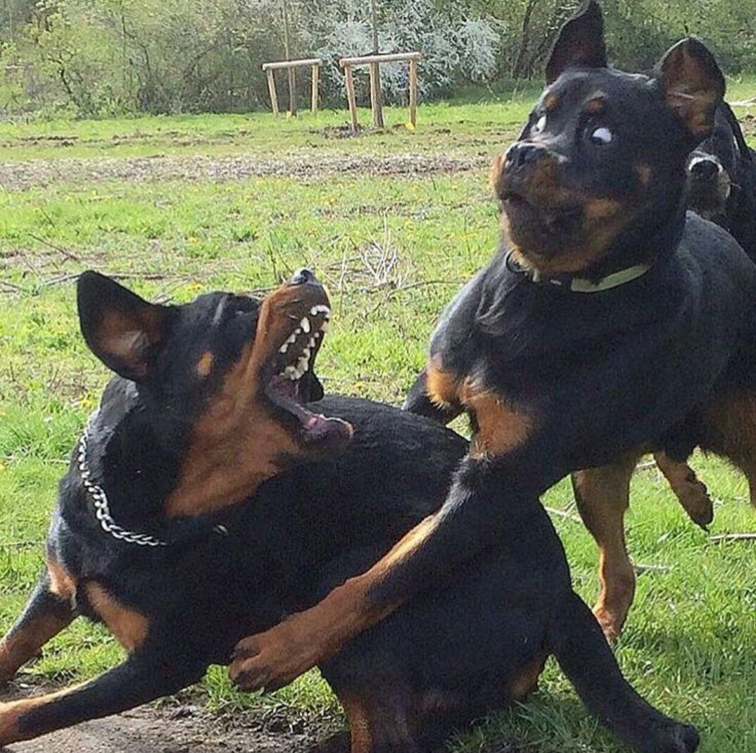 PsBattle: Dog regrets playing with his big brother