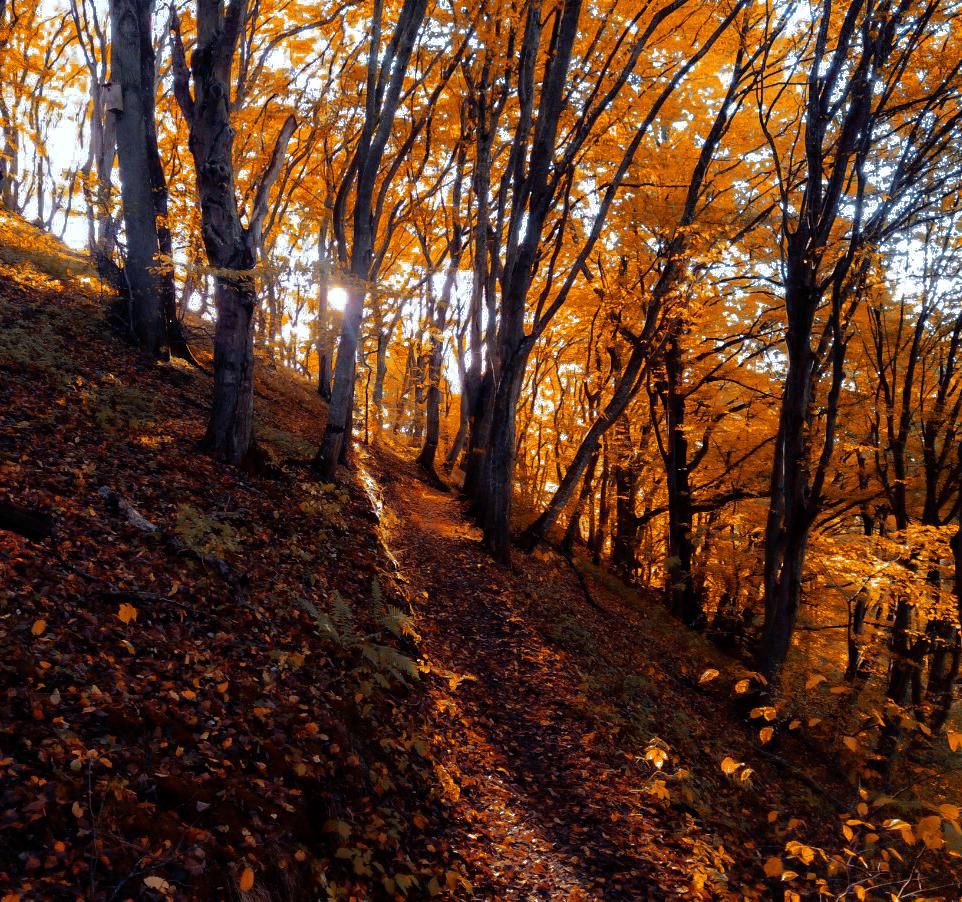 Autumn in South Sweden