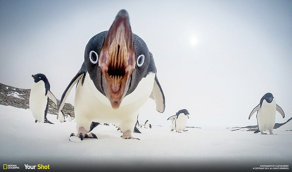 Pingu, destroyer of worlds