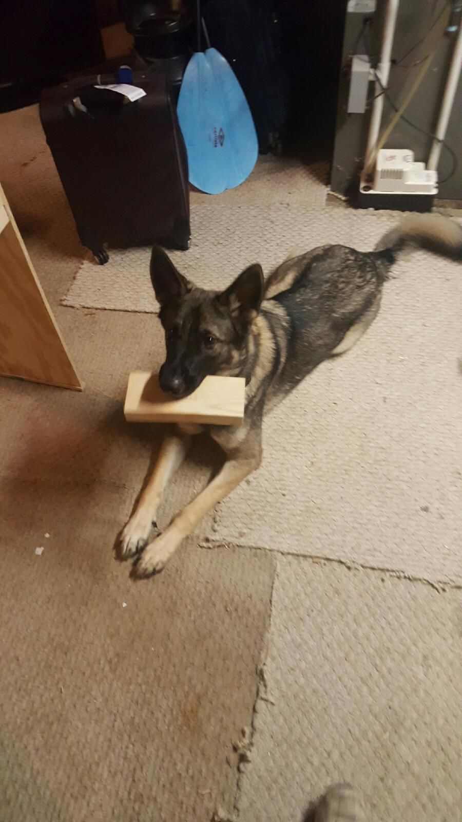He kept getting in the way while we were building a desk, so we gave him something to hold.