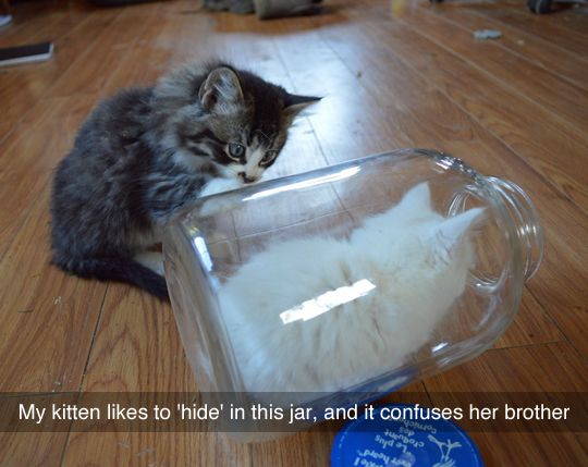 This kitten likes to hide in a jar...