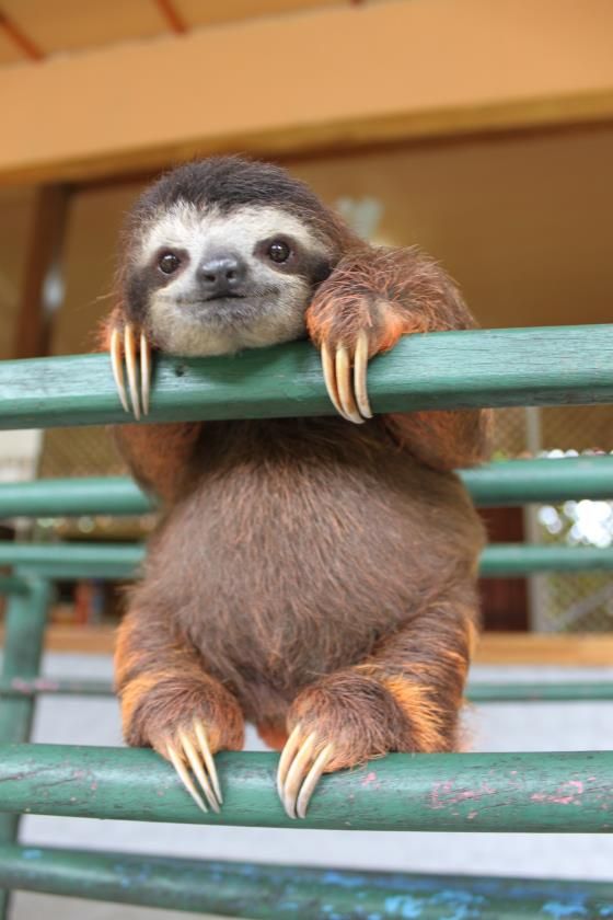 PsBattle: Little baby sloth on a rail