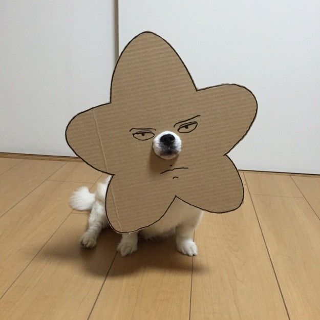 A woman makes hilarious cardboard cutouts for her dog