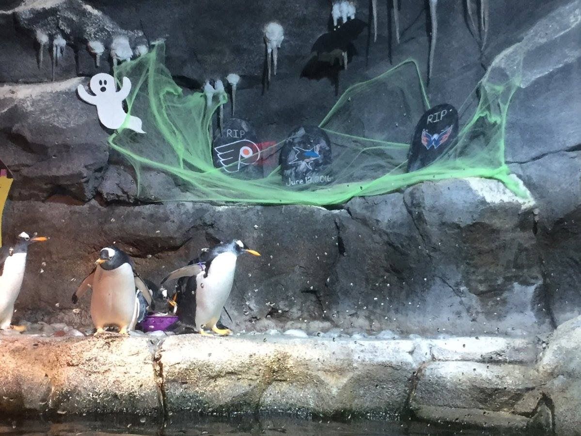 The Penguin exhibit at the Pittsburgh Zoo decorated for Halloween