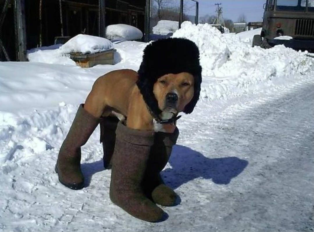 Please keep your dog warm this winter