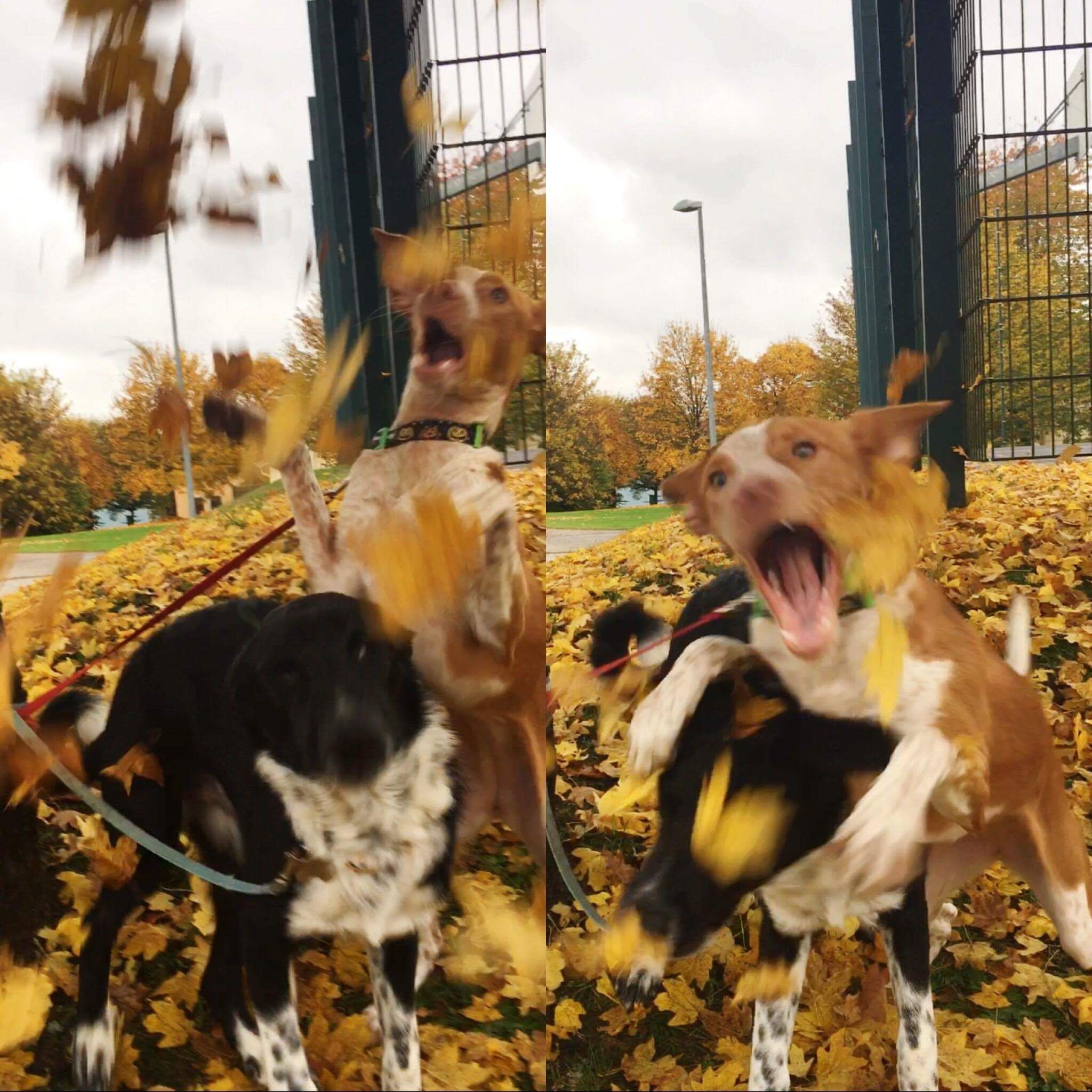 Today my wife tried to take cute fall photos of our puppies.