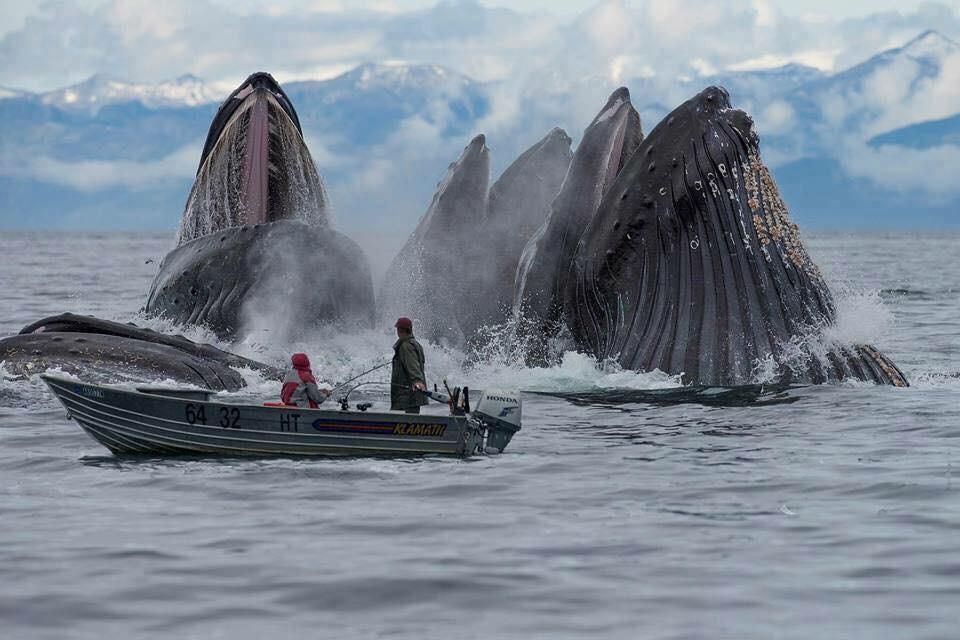 Whales : Up-close and Gigantic