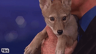 This coyote pup on Conan