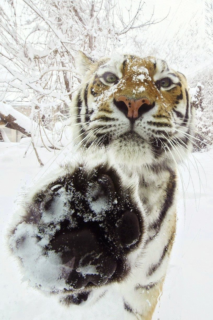 PsBattle: Tiger touching the camera in the snow