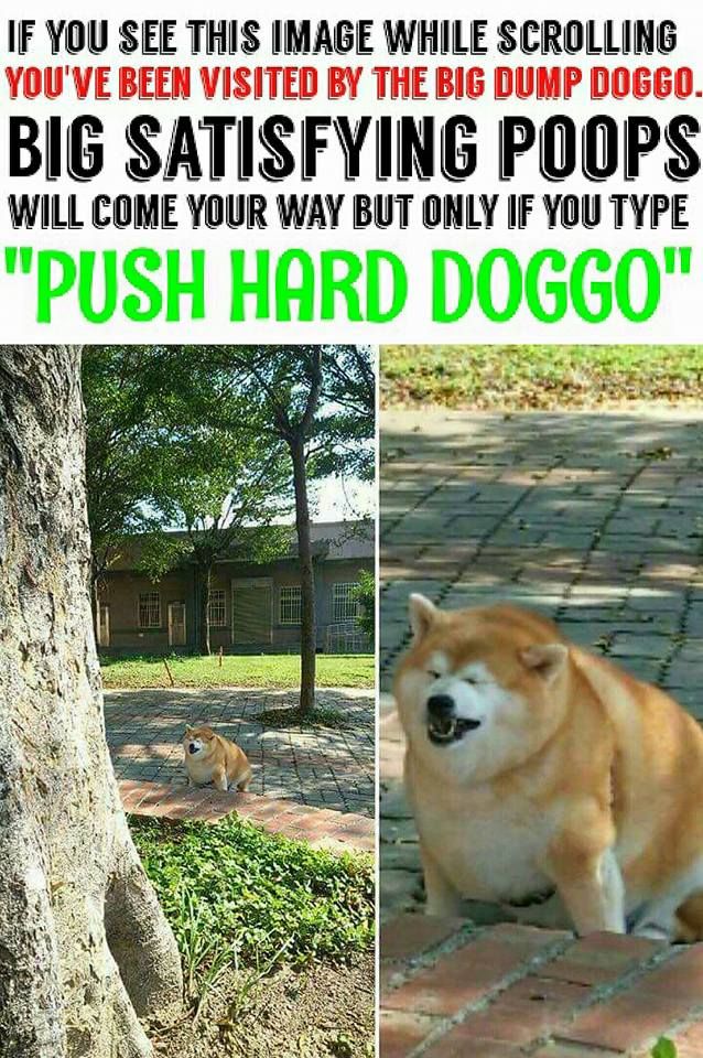PUSH HARD DOGGO