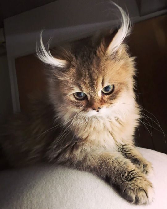 PsBattle: Cat with unusual fur