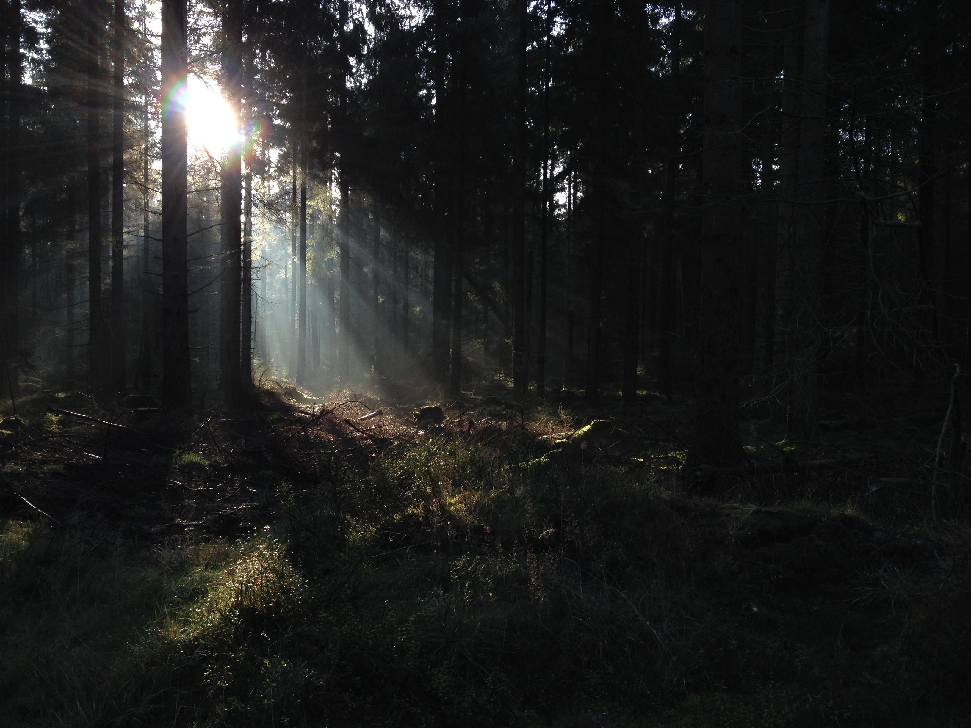 The light creeping through the trees - Clocaenog, Wales