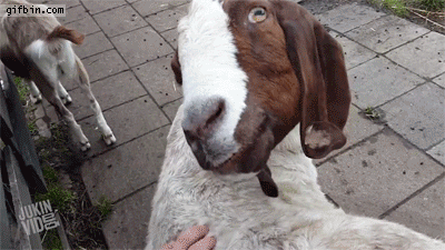 Goats are evil.