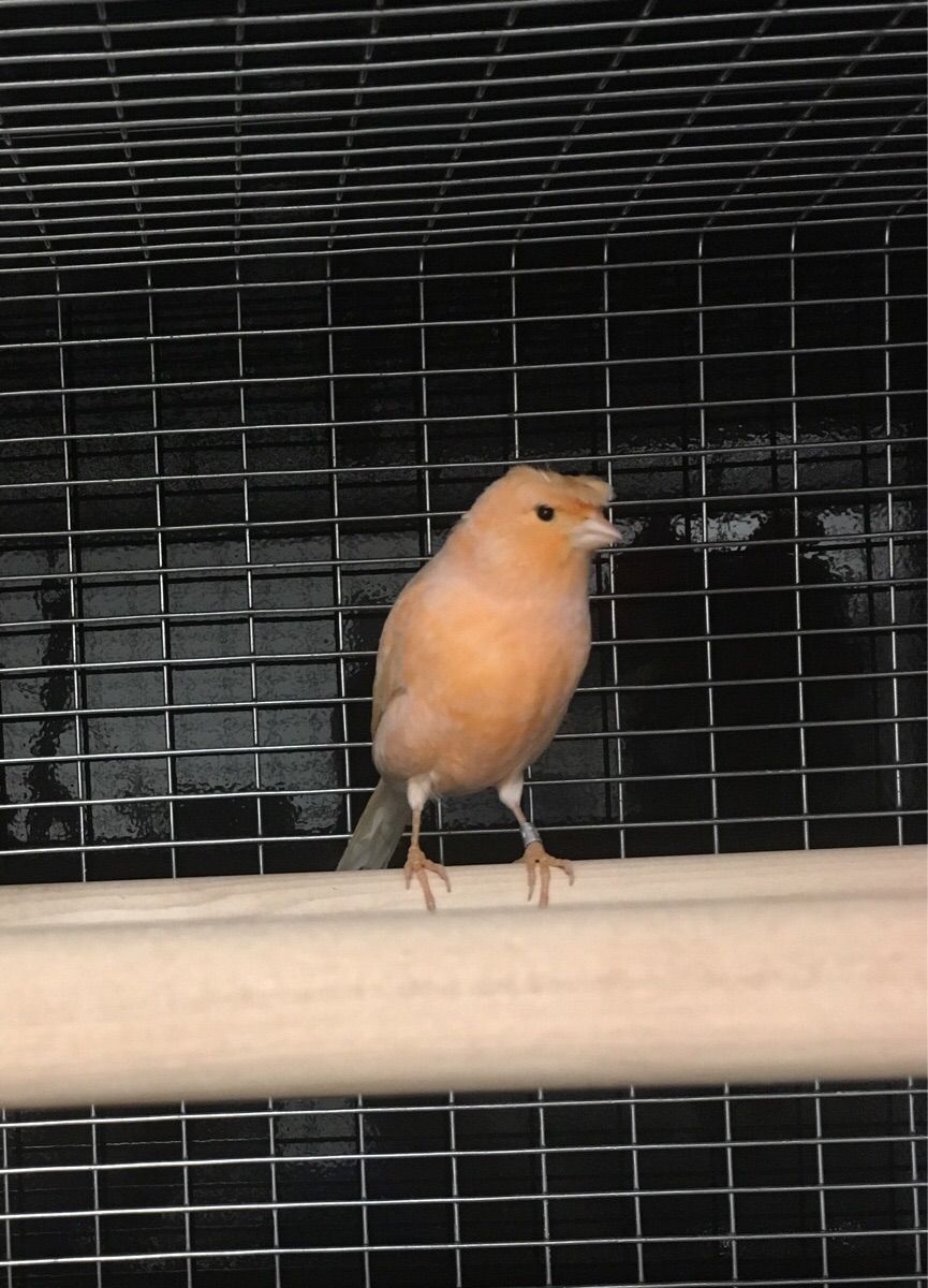 This bird we sell resembles Donald Trump.