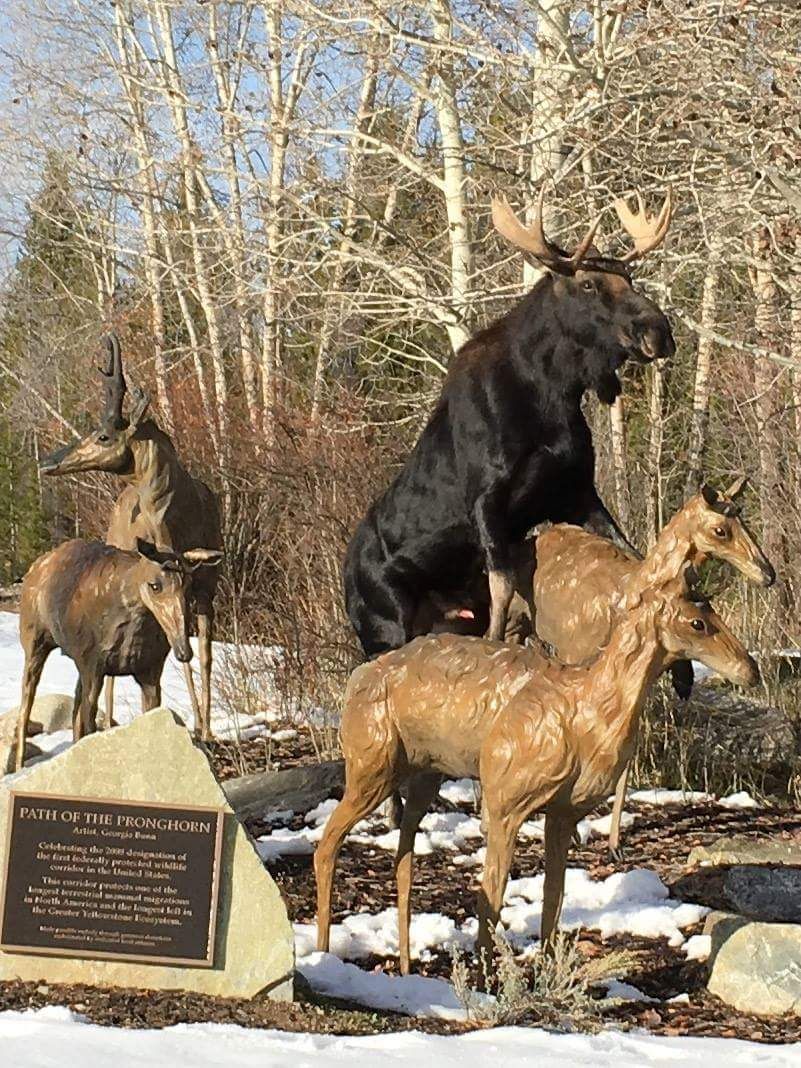 We finally know why moose populations are declining.