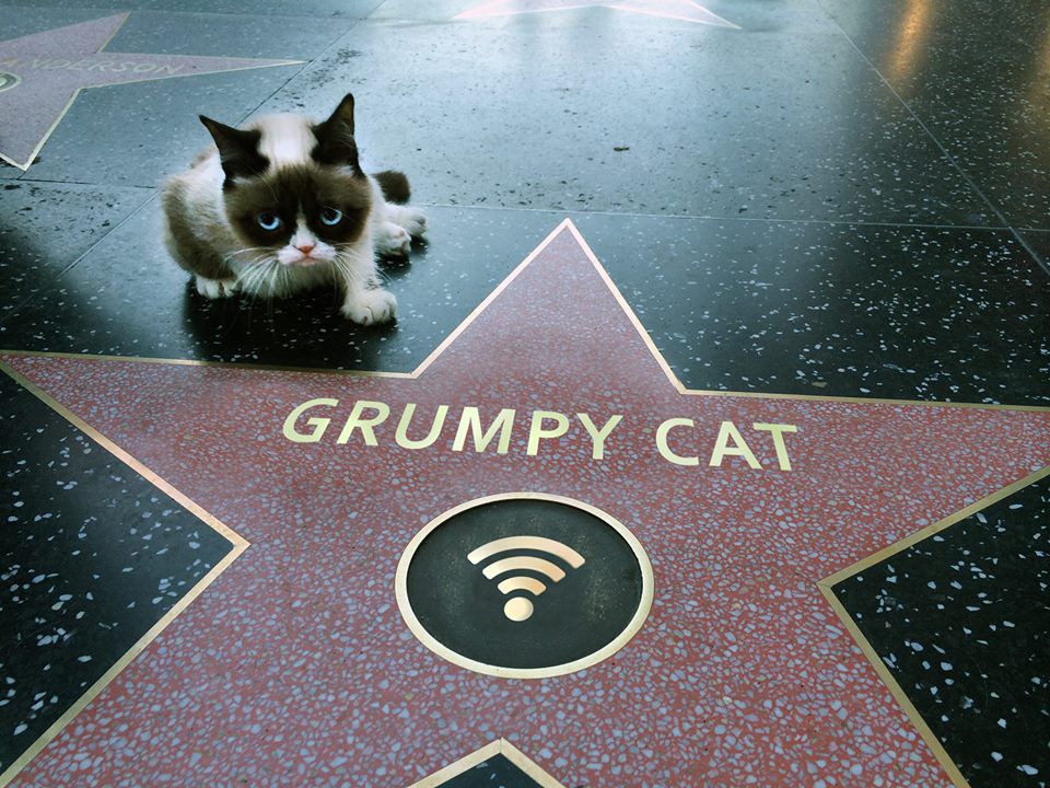 PsBattle: Grumpy Cat's Walk of Fame Star