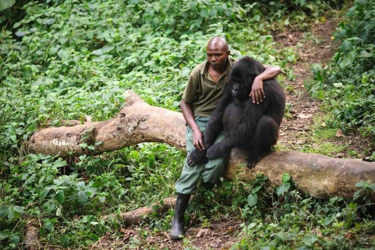 Park ranger comforts gorilla who's mother was killed by poachers