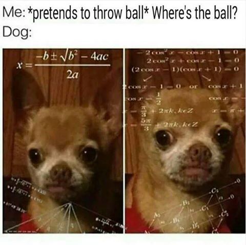 Silly doggo