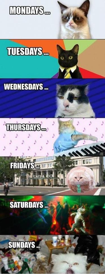 Cats explain the week